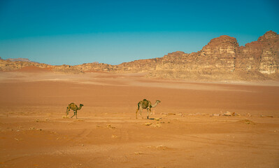 Fototapeta na wymiar Camels in the Wadi Rum desert in Jordan
