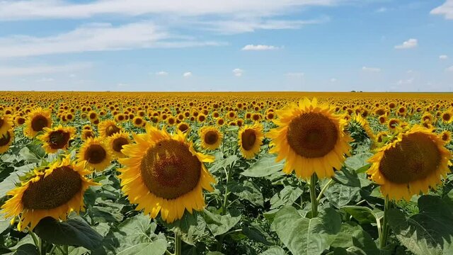 Agricultural field of vegetable oil sunflowers
