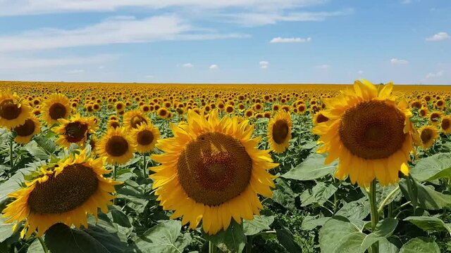 Summer field of blooming sunflowers