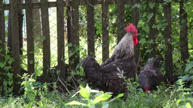 Black rooster and black spotted feather hen graze