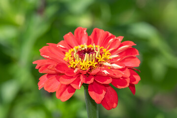 Close up of a red common zinnia (zinnia elegans) flower in bloom