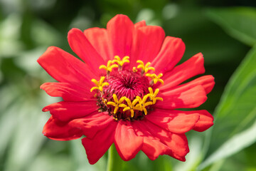 Close up of a red common zinnia (zinnia elegans) flower in bloom