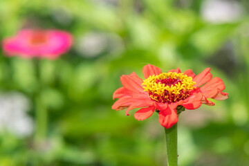 Close up of a red common zinnia (zinnia elegans) flower in bloom