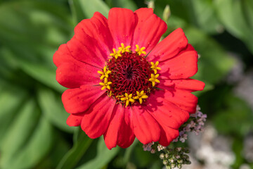 Close up of a red common zinnia (zinnia elegans) flower in bloom