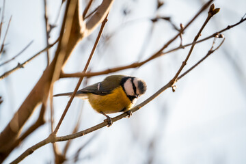 Cyanistes caeruleus, Blue tit sits in a bush looking for food