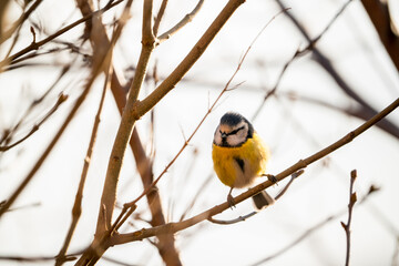 Cyanistes caeruleus, Blue tit sits in a bush looking for food