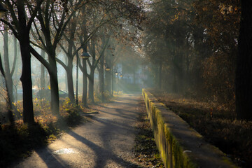 Fototapeta premium morning in the forest