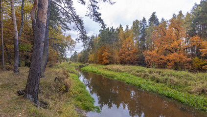 Bright autumn foliage on trees in yellow, red, orange and green colors. Cloudy weather in the forest Idyllic autumn landscape. Clean nature, ecology, seasons, environmental protection.