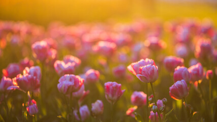 field of flowers - tulips