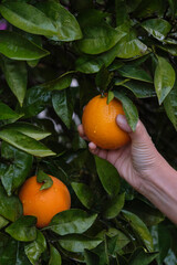 hand picking orange