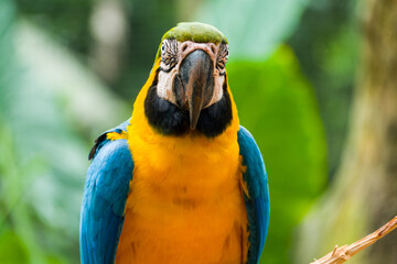 Blue and yellow macaw (Ara ararauna), also known as the blue and gold macaw, Foz do Iguazu, Brazil