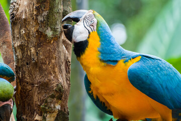 Blue and yellow macaw (Ara ararauna), also known as the blue and gold macaw, Foz do Iguazu, Brazil