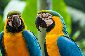 Two blue and yellow macaw (Ara ararauna), also known as the blue and gold macaw, Foz do Iguazu, Brazil