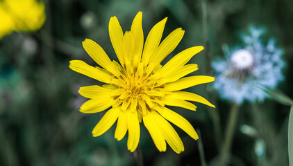 yellow dandelion flower