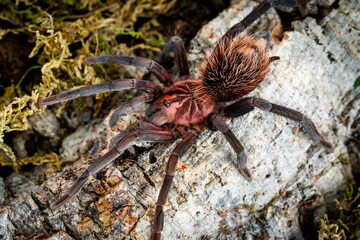 Colombian lesseblack tarantula xenesthis immanis - obrazy, fototapety, plakaty