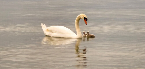 two white swans