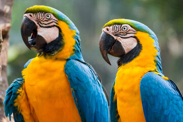 Two blue and yellow macaw (Ara ararauna), also known as the blue and gold macaw, Foz do Iguazu,...