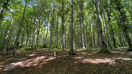 trees in the forest