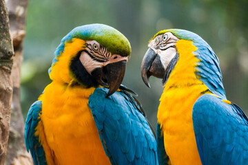 Two blue and yellow macaw (Ara ararauna), also known as the blue and gold macaw, Foz do Iguazu, Brazil