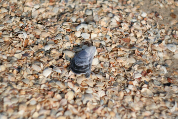 Shell beach. Light brown texture of thousands seashells, background for a post, screensaver, wallpaper, postcard, poster, banner, cover, website. High quality photo
