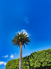 Palmera y cielo azul