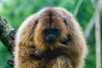 Alouatta caraya (female gold howler monkey) in Northern Argentina, Iguacu national park