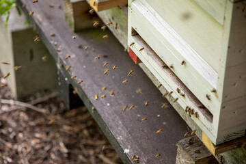 bees in the beehive