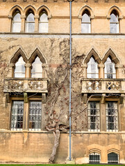 Christ Church college fragment of facade in Oxford. Fragment of facade of the Meadow building of Christ Church college in Oxford. Medieval building covered with ivy. United Kingdom 