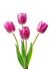 Obraz na płótnie Canvas purple tulips isolated on white background