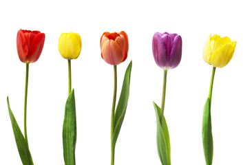 Set of five different color tulips isolated on white background