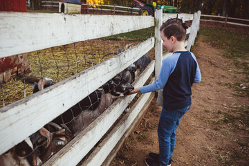 Boy feeding the animals from the bucket though the fence on the farm