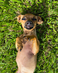 Caramel pinscher dog lying down looking at camera.