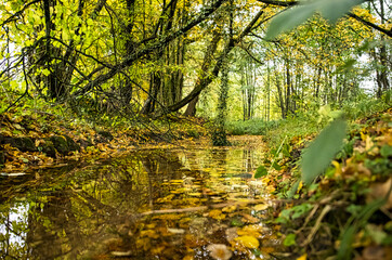 Herbstliche Waldlandschaft aus tiefer Perspektive eines Bachlaufes