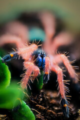 Blue fang tarantula ephebopus cyanognathus