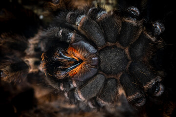 Detail of sharp tarantula fangs during molting