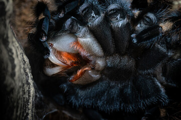 Detail of sharp tarantula fangs during molting