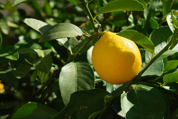 lemon on tree