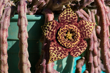 stapelia a succulent African plant with large star-shaped fleshy flowers that have bold markings...