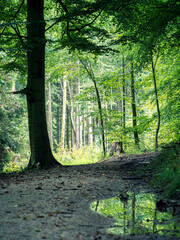 Ein Wanderweg im Wald an einem verregneten Tag