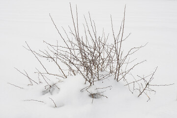Fototapeta na wymiar Dogwood bush covered with snow in the field