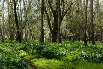 Fototapeta premium forest in spring