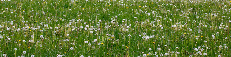 green grass background