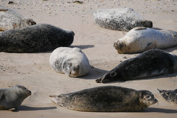 seals sun themselves on a sandy beach Pinnipedia