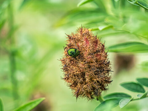 Eine kleine, grüne Wanze an einer Pflanze im Botanischen Garten