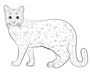 Realistic  cat. vector illustration