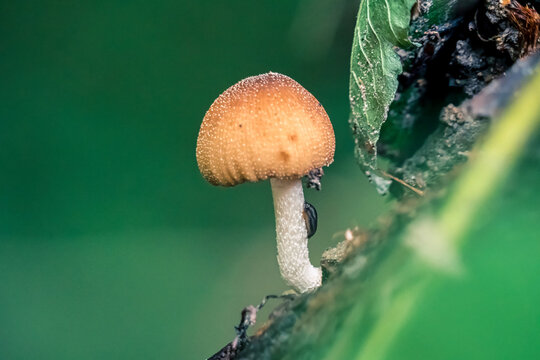 Eine kleine Nacktschnecke kriecht an einem Pilz entlang