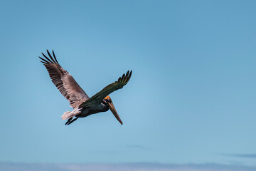 pelican in flight