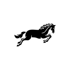 black and white horse