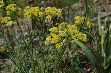 Obraz premium Blooming yellow immortelle, scientific name Helichrysum maracandicum