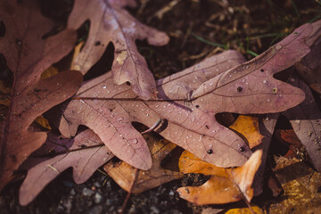 autumn brown oak leaves on the ground